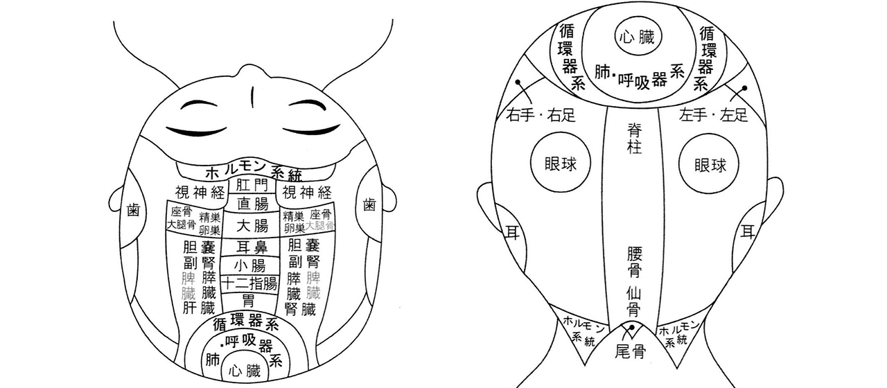 頭の反射区